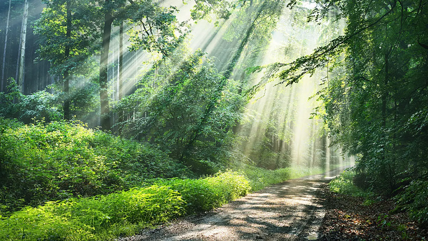 森林光束背景